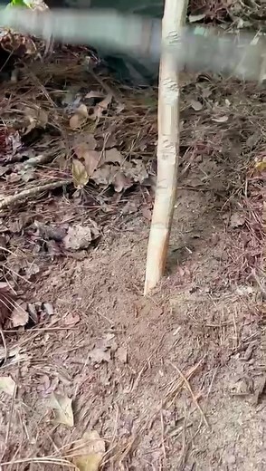 Worm Whisperer: Summon Nature's Wranglers with a Simple Stick Technique!