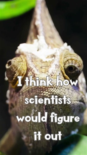 How do chameleons change colors? A scientist answers #podcast #chameleon #science