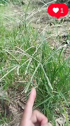 Tips #Petanikeren #petanitop #korantani #GenerasiTani #pertanian #petanipadi #rumahtangga #petanihebat #PetaniMuda #petanihortikultura #petanicabe #tips #kebunorganik #tanamcabe #edukasipertanian #tipssehat #berkebun #pupukorganik #usahapertanian #inspirasi #PetaniBangkit #bisnis #petanimuda #petanimuda #petani #phtanah #petanimilenial #unsurhara #fypシ゚ #viralreelsシ #jangkauan #tips | Petani Top