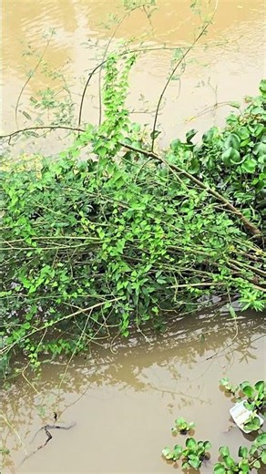 có linh 🐟🐟🐟