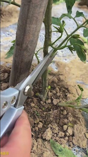 Precise Trimming of Tender Shoots and Branches