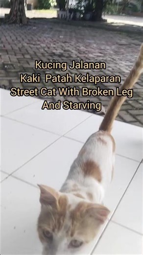 Injured and Starving Street Cats #shorts