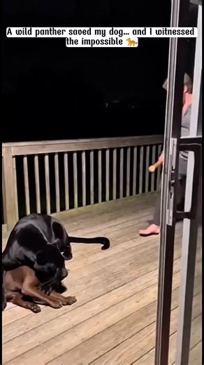 A Wild Panther Saved My Dog’s Life — I Still Can’t Believe It 🐾🐆🐶 #PantherStory #AnimalHero #WildlifeMoment #DogRescue #UnbelievableStory