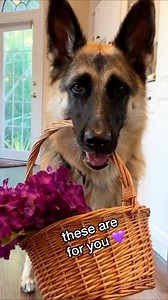 ANYA the German Shepherd Dog on Reels