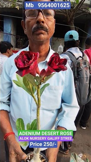 Amazing Adenium With Thick Caudex #shorts #price