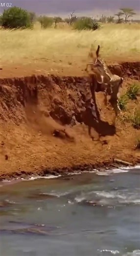 Lion Stalks Antelope Near River – Intense Survival Moment!