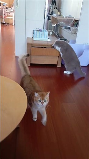 meowing #cat #catsdreams #cuteanimal #cute #cutecat #asmr