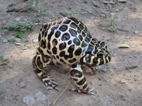 Scientists track down rare 'leopard-print' frog, find its tadpoles: Report