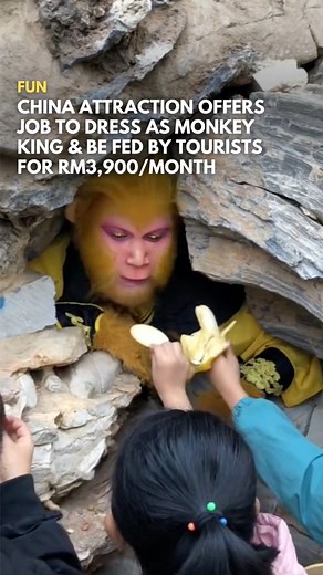 6.1M views · 22K reactions | monkey business frfr  The Wuzhishan Scenic Area, a popular sightseeing destination in China, recently announced a job listing for a Monkey King impersonator, and it has been going viral. For 6,000 yuan (RM3,900) a month, all you need to do is don a monkey suit, relax in a cave at the bottom of a mountain, and enjoy food served by tourists. The full story via www.says.com! | SAYS | Facebook