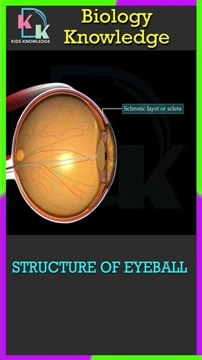 Structure Of Eyeball | Scleotic Layer | Sclera | Retina | स्क्लेरल का मतलब क्या होता | Biology 2025