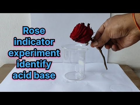 Rose indicator science experiment identify acid and base solution l #chemistry #physics #biology