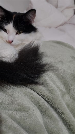 leopard queen (@thequeenpftheleopards)’s videos with original sound - leopard queen