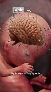 Week 9 Development | Entering the Fetal Stage