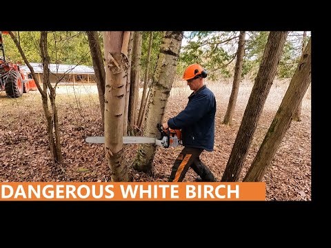 132 - Dangerous White Birch Tree - Felling Tree with Stihl Chainsaw