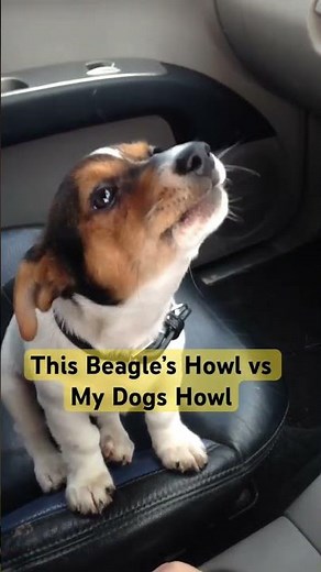 Beagle Howl vs Jack Russell Howl