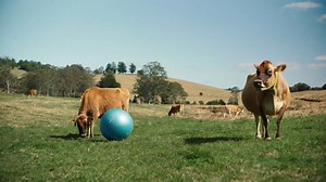 Pick up a pack of Norco Milk and not only will you be supporting Aussie Farmers, but your family will also enjoy an on-pack, gaming series called ‘Cow’s Play’. It is a fun interactive game, designed to educate kids (and the whole family) on dairy farming. So, pick up a specially marked pack of Norco Milk*, scan the QR code and enjoy a game or two on us – who said learning had to be boring. *2 & 3L full cream and lite milk and 2L lactose free from August to November #Norcomilk #CowsPlay #New | No