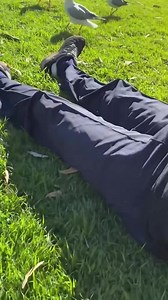 1.3M views · 22K reactions | Don't Feed The Birds #fun #prank | Hanky Pranky | Facebook