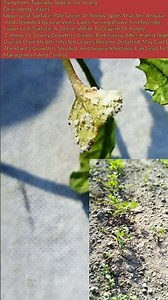 “Quick treatment of Downy Mildew | Early detection of outbreak in 15 day crop” Mustard | Disease ...