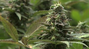 Van Buren Man Plans Road Trip To Hot Springs For Medical Marijuana