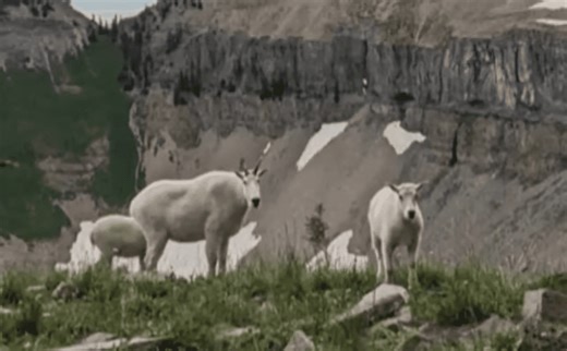 Utah Mountain Goats Have Killed 3 Dogs In The Last 3 Weeks | Whiskey Riff