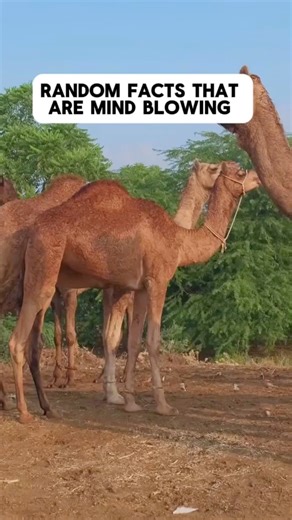 7.1K views · 108 reactions | Unbelievable Facts That Will Blow Your Mind勞 We explore a series of bizarre and unexpected facts about camels, coffee, human behavior, and random trivia that challenge common assumptions and provide surprising insights into the world around us. #randomfacts #interestingfacts #riddles | Rare Viral Facts | Facebook
