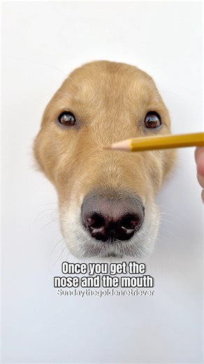 4.3M views · 102K reactions | The results of this drawing tutorial are so realistic it awoos!  IB✨and brilliant original audio belongs to Aguyandagolden except for the “awoo” we added that!  | Sunday The Golden Retriever | Facebook