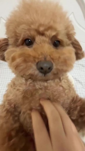 治癒効果のある子犬のくすぐり