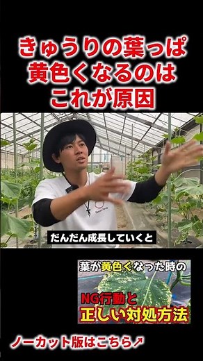 Is it okay? One of the reasons why cucumber leaves turn yellow