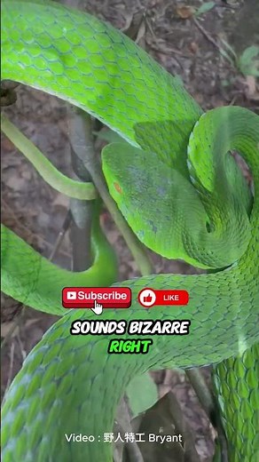 This Snake Tried to Eat Itself Alive 😱🐍