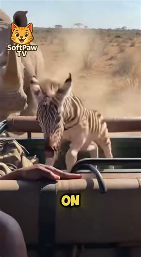 Baby Zebra Hops Into Truck To Get Away From Rhino