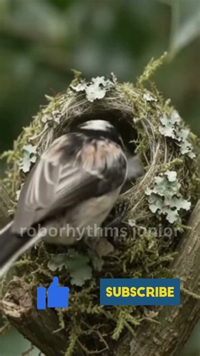 Long-tailed Tit Builds the Most Intricate Nest in Nature! 🐦 Moss, Spider Silk & 1,500 Feathers