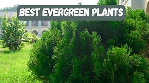 Best Evergreen Plants