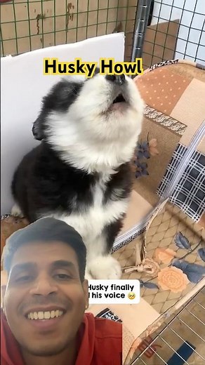 Husky Puppy Howling for the First Time🐶|Cute Husky First Howl #husky #siberianhusky #viral #shorts