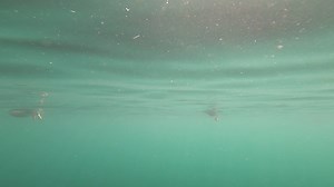 1.2K views · 92 reactions | Lots of footage to edit yet from yesterdays Skomer trip - here's a brief snippet of the puffins in their element.. | David Miller Art | Facebook