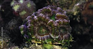 Coral Acanthastrea Lordhowensis. Coral in aquarium. Undersea world. Life in a coral reef.