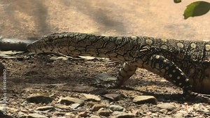 side view of Perentie walking, Varanus giganteus, the largest monitor lizard or goanna native to Australia, and fourth-largest living lizard on earth. Desert Park at Alice Springs, Northern Territory.