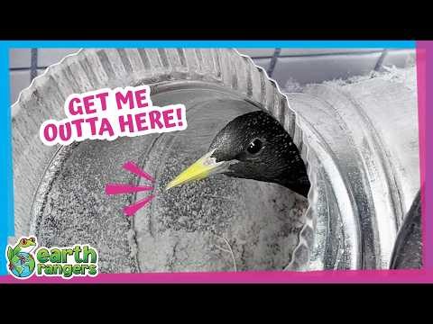 Help! A Wild Bird Is Trapped In A Dryer Vent! | Earth Rangers