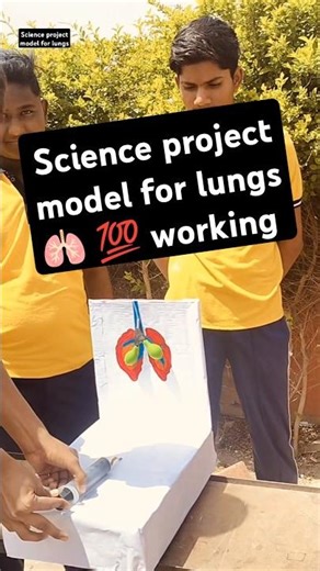 Respiratory system School project || 3D model