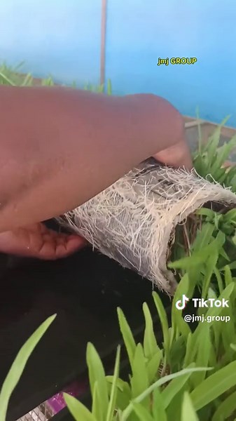 JMJ GROUP (@jmj.group) - Pemberian Voder Jagung kepada Anak Entok