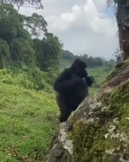 When is the best time to see Gorillas in both Uganda and Rwanda ? The best time to see mountain gorillas in both Uganda and Rwanda is during the dry seasons, when the trails are less muddy and trekking conditions are easier. ⏺️ Peak Gorilla Trekking Seasons 1. June – September (Best overall) • Long dry season • Clear trails, better visibility • Peak travel period → permits sell out early 2. December – February (Second best) • Short dry season • Great weather and excellent trekking conditions Who