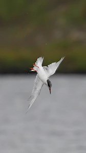 Least Terns diving for Fish! 🐟 . . . #terns #leasttern #birds #littlefish #reels #reelsinstagram #reelsvideo | Ta2020photography