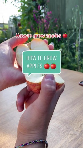 Growing Apples from Store-Bought Seeds