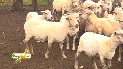 Leo form ni kupeleka kondoo grooming pale #KenyasGold | Citizen TV Kenya