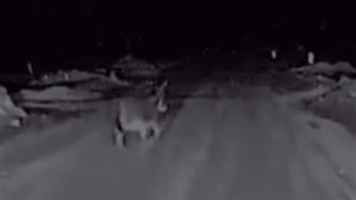 VIDEO: Michigan State Police rescue mini donkey 'Dolly Parton' after late-night escape