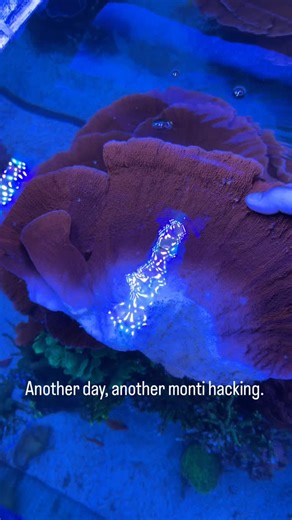 73 reactions | Hack, hack, hack that monticap. It’ll grow back. | Mr. Saltwater Tank | Facebook