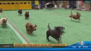Wiener dogs took over at the Del Mar fairgrounds