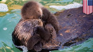 Video captures wild sea otter giving birth