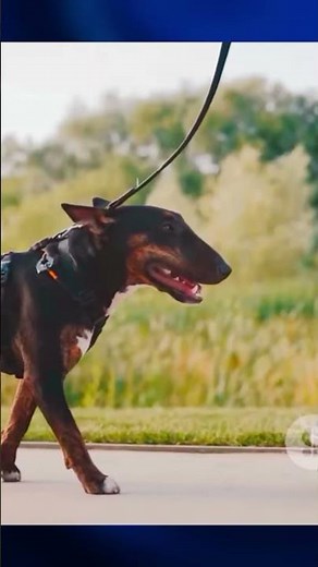 The Most Loyal Dog: German Shepherd Training