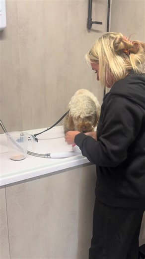 Grooming a Sweet Cockapoo Named Cookie