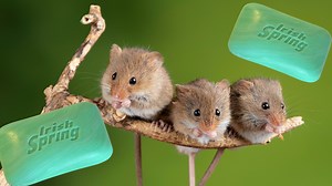 What People Get Wrong About Irish Spring Soap and Mice